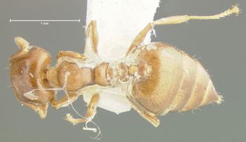 Media type: image; Entomology 26139   Aspect: habitus dorsal view